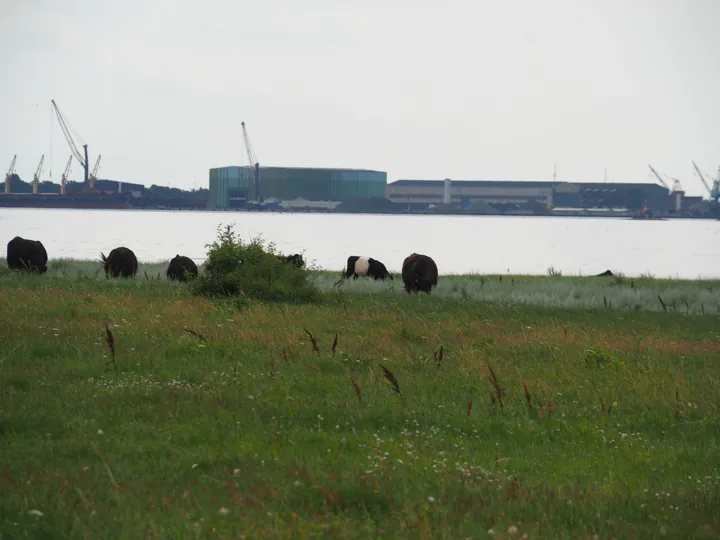 Halshuisene + Enebaerodde Beach (Denemarken)